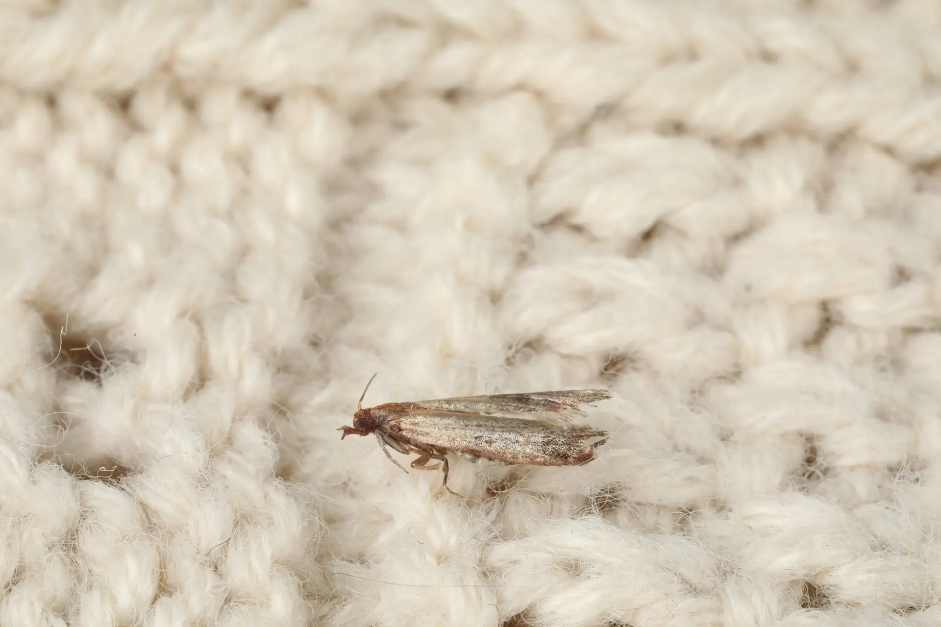 A small, tan moth resting on a cream-colored knit fabric.